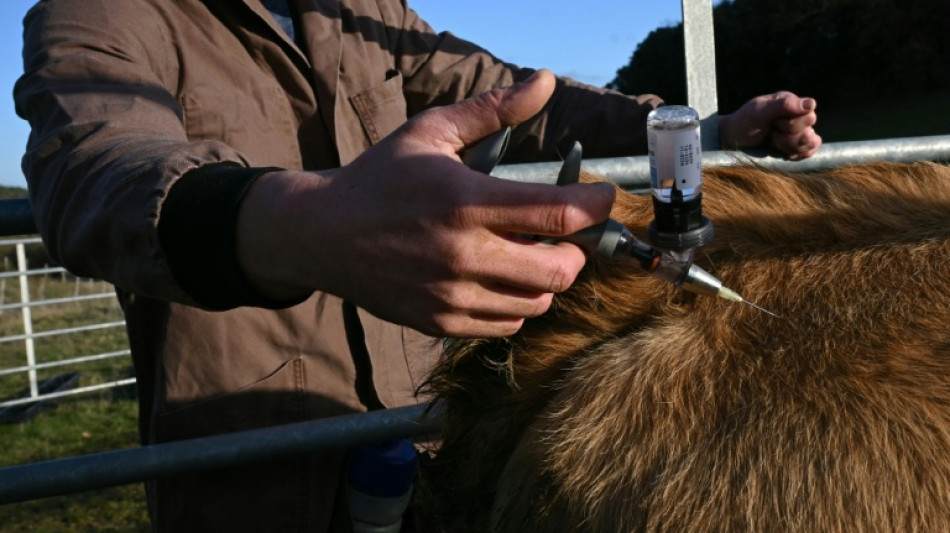Un nouveau cas de dermatose d&eacute;tect&eacute; dans un &eacute;levage bovin d'Ari&egrave;ge