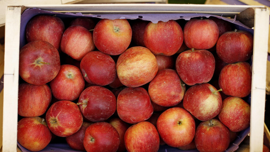  Ismea, Italia primo esportatore mondiale di mele superati Usa e Cina in valore 