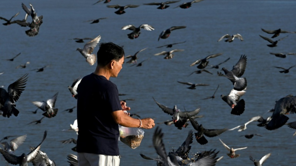 OMS alerta que transmiss&atilde;o da gripe avi&aacute;ria ao ser humano &eacute; uma 'enorme preocupa&ccedil;&atilde;o'