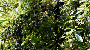 Mexique: au Michoacan, tuerie et culture d'avocats en terrain min&eacute;