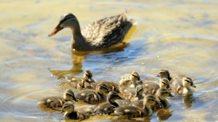 Entenfamilie in Hamburger S-Bahntunnel: Wichtige Strecke fast zwei Stunden gesperrt