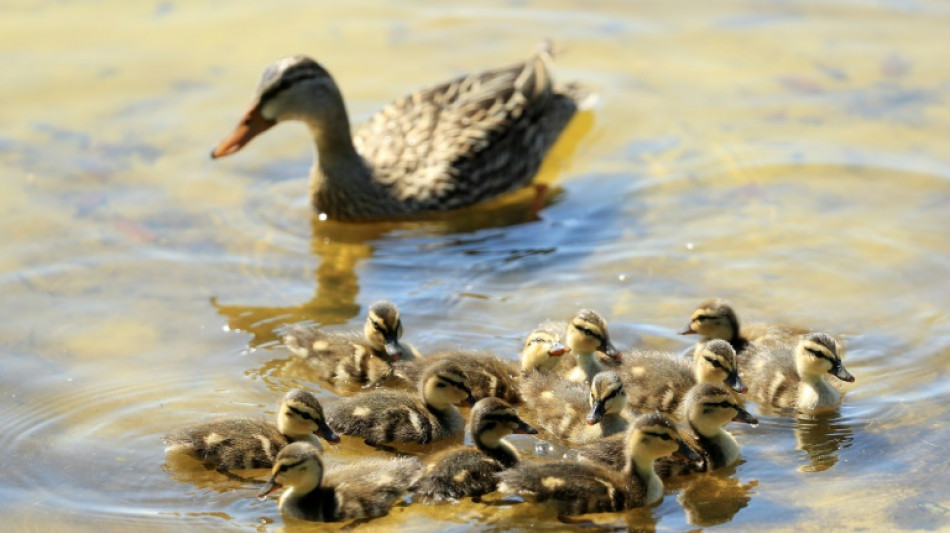Entenfamilien in Kiel auf Abwegen: Polizeieinsätze mit teils tragischem Ausgang