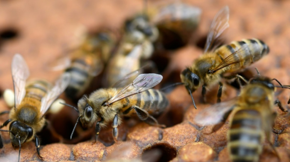 Néonicotinoïdes: chez l'humain, des risques incertains par manque d'études