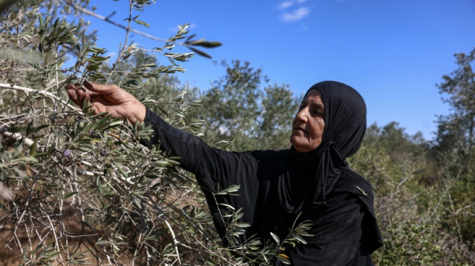  En Cisjordanie occup&eacute;e, la r&eacute;colte des olives &eacute;maill&eacute;e de violences de colons 