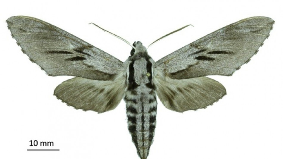 De nouvelles esp&egrave;ces d'insectes d&eacute;couvertes en Corse 