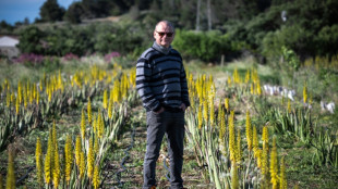Aude: l'aloe vera au lieu de la vigne pour s'adapter à la sécheresse