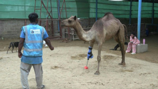 Una camella vuelve a caminar con una prótesis en un refugio de animales pakistaní