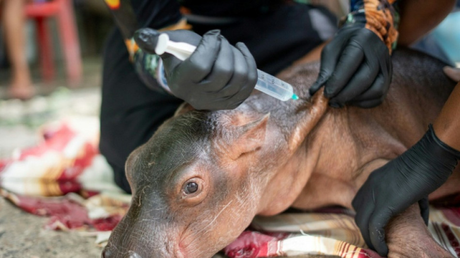  Baby hippo descended from Escobar's herd rescued in Colombia 