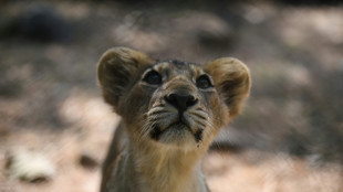 India's lion population rises by a third