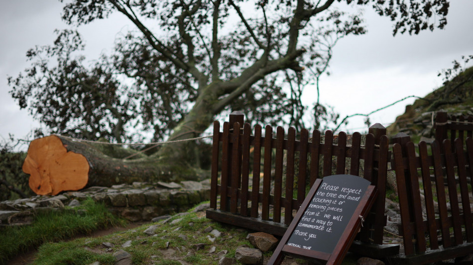 'Albero di Robin Hood' abbattuto in Gb, spunta video al processo