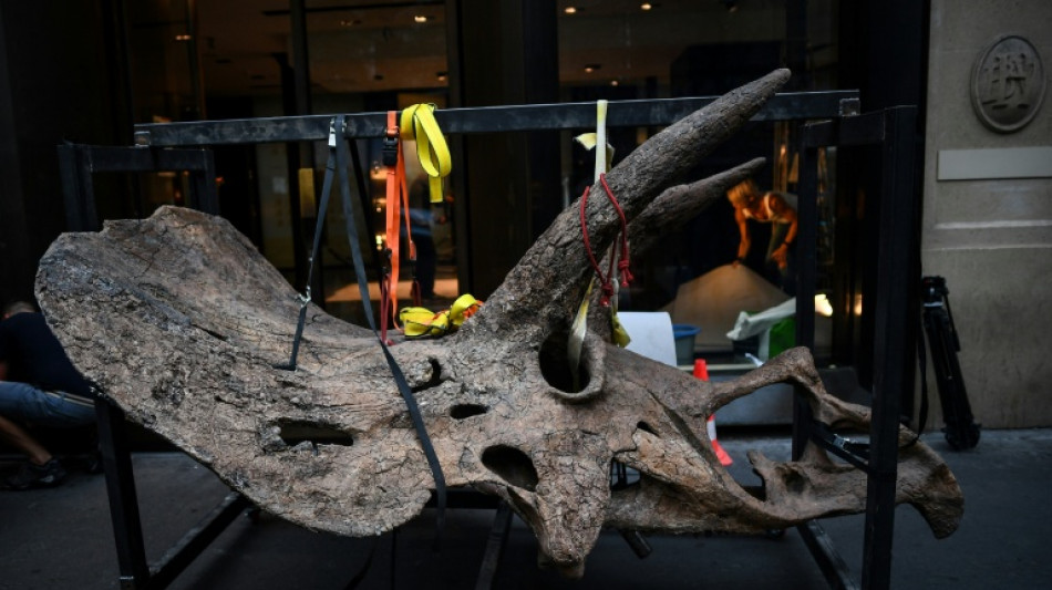  Dinosauriersch&auml;del in Millionenwert: Spezialabfertigung bei Zoll in Bayern 