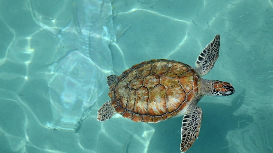  En Martinique, la ponte des tortues marines sous haute surveillance 