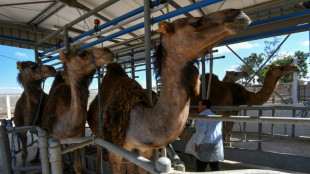 In Tunisia's arid south, camel milk offers hope for economic gain