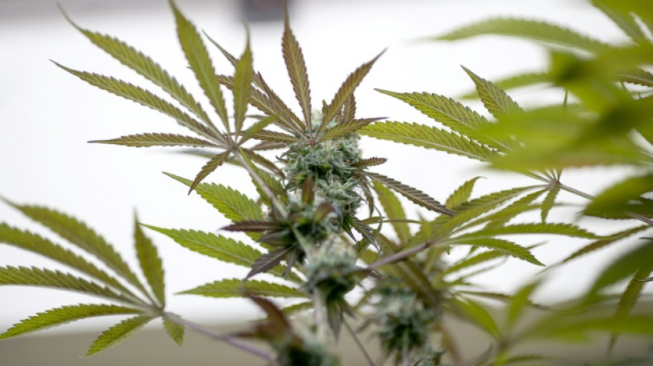 Umfrage: Jeder Zweite f&uuml;r Legalisierung von Cannabis