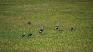 Un vétérinaire primé pour le retour des grues couronnées grises du Rwanda