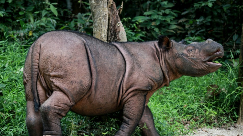  Indonesia to capture last-known wild Bornean rhino for IVF 