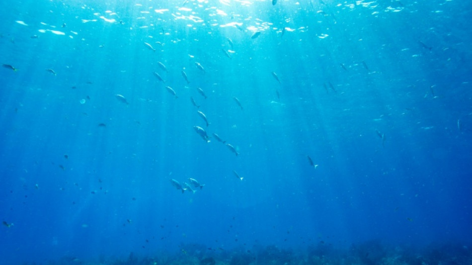  World's oceans break June heat record: EU monitor 
