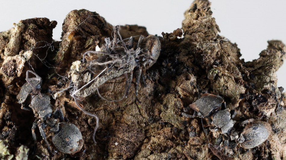  Scoperti in Messico sei 'funghi zombi' che infettano formiche e ragni 