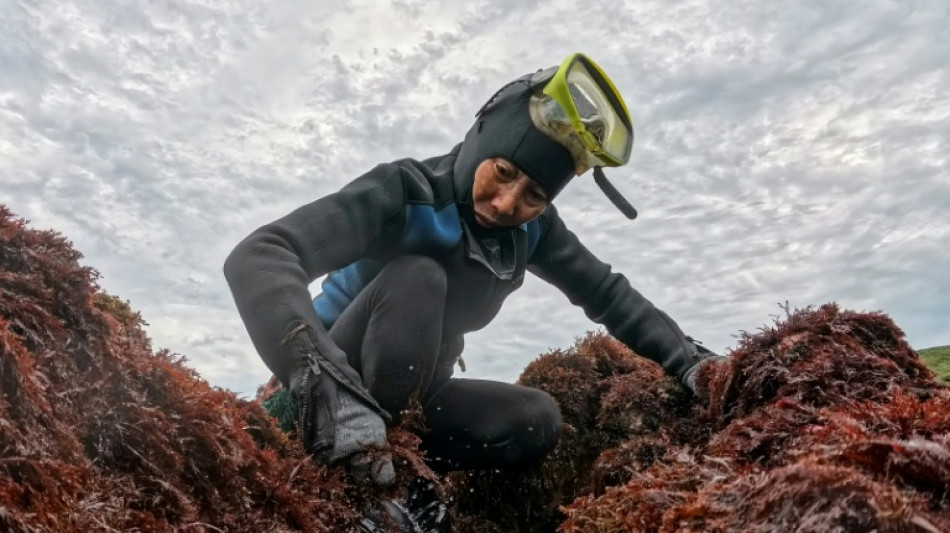  Taiwan's ageing seaweed harvesters hope younger women wade in 
