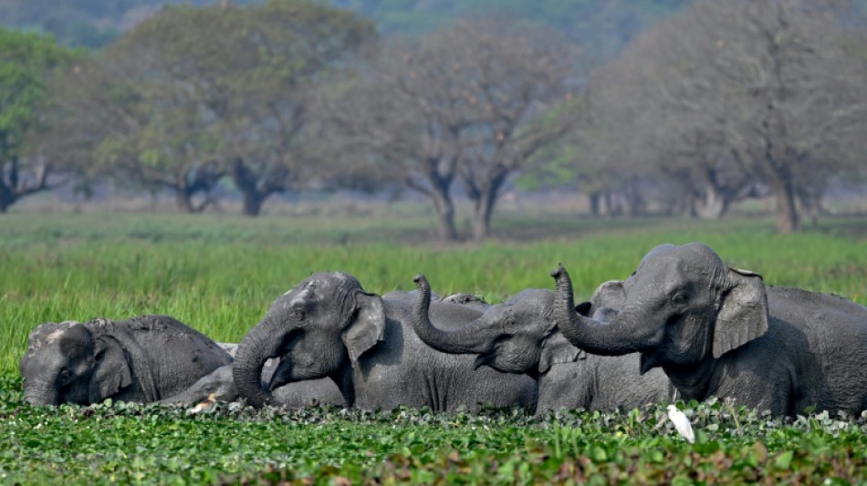 Justicia india ordena nuevas medidas para proteger a los elefantes