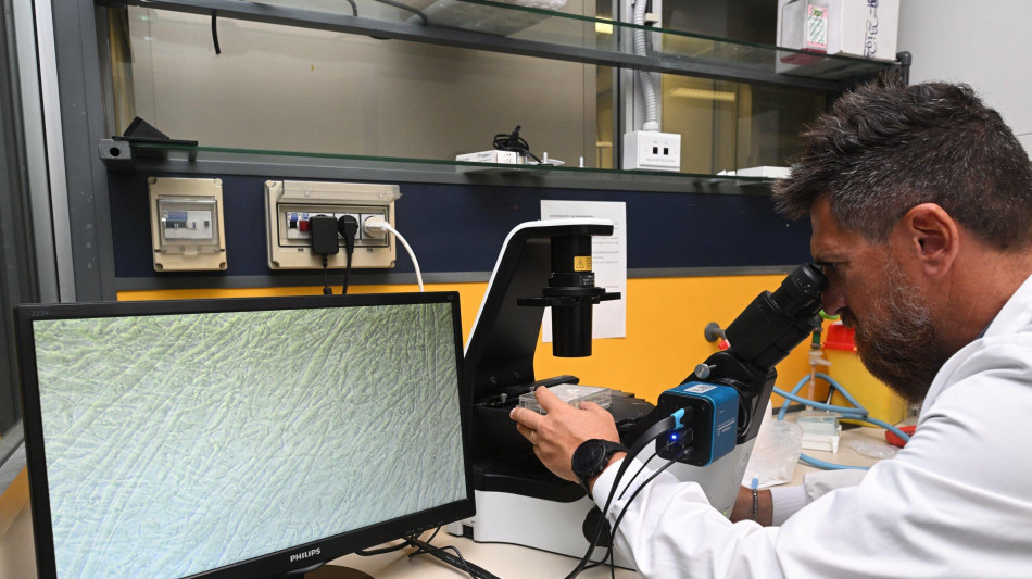  Fabbriche di proteine in un virus gigante 