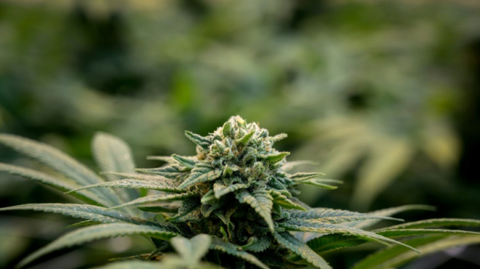 La vente de fleurs de CBD autoris&eacute;e en France, tranche le Conseil d'Etat