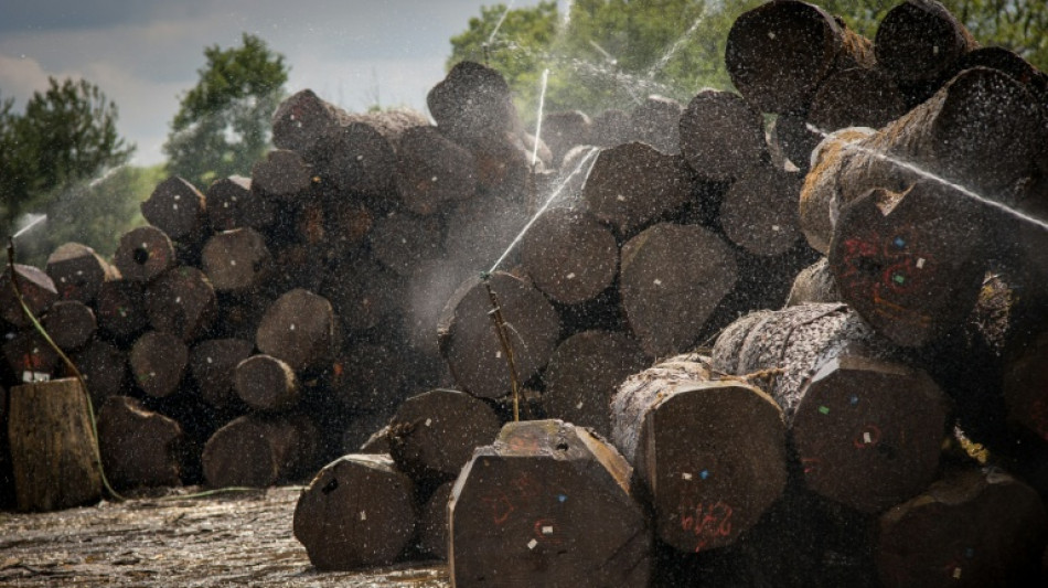  Urteil: Land Hessen muss f&uuml;r Unfall nahe Holzlagerplatz nicht haften 