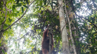 Indon&eacute;sie : neuf orangs-outans sauv&eacute;s des incendies trouvent un nouveau foyer