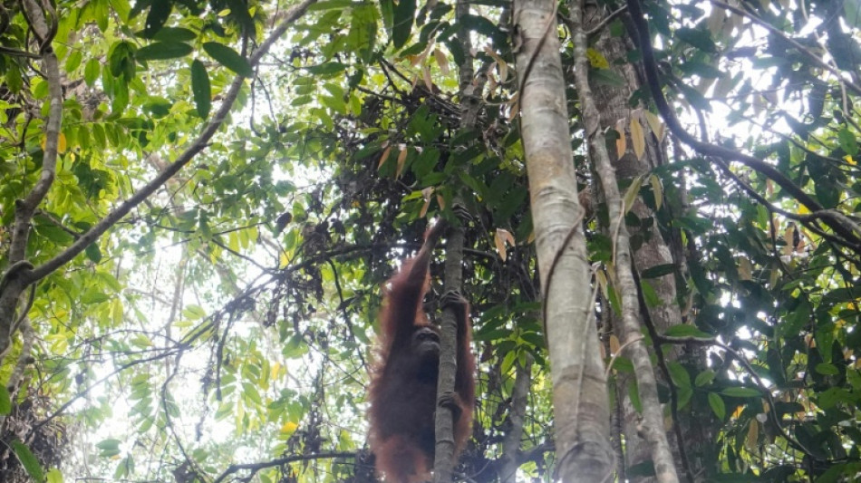  New home for orangutans rescued from Indonesia's burning forests 