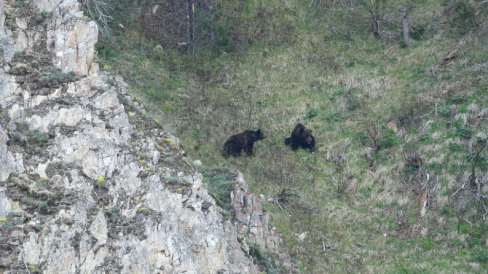  'We've never had this': Bear sightings spook Russia 