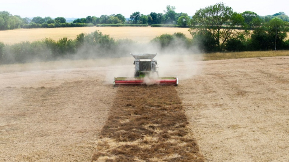  La sequ&iacute;a de las tierras agr&iacute;colas en Reino Unido amenaza la seguridad alimentaria 