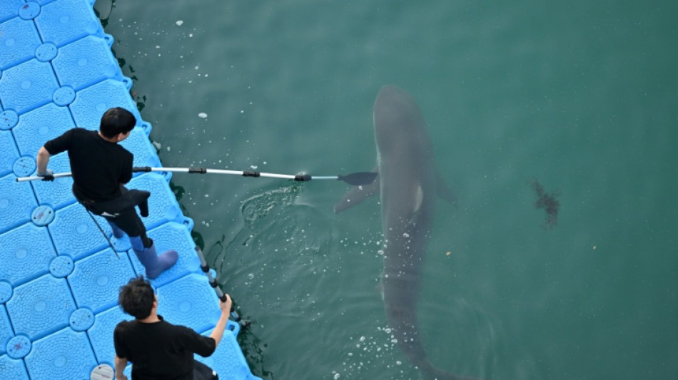  Cor&eacute;e du Sud : un requin pi&eacute;g&eacute; dans un canal guid&eacute; vers la mer 