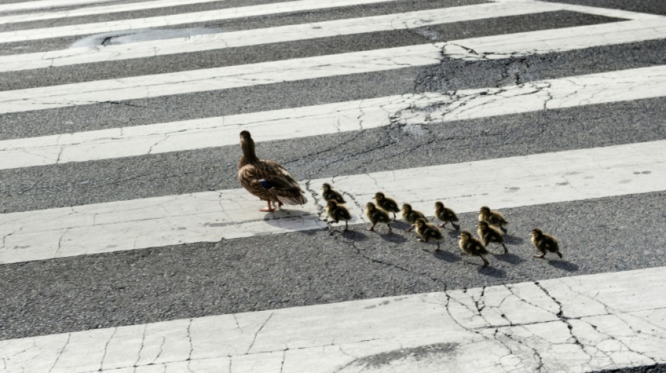 Feuerwehr in Frankfurt am Main rettet Entenk&uuml;ken mit Suppenkelle