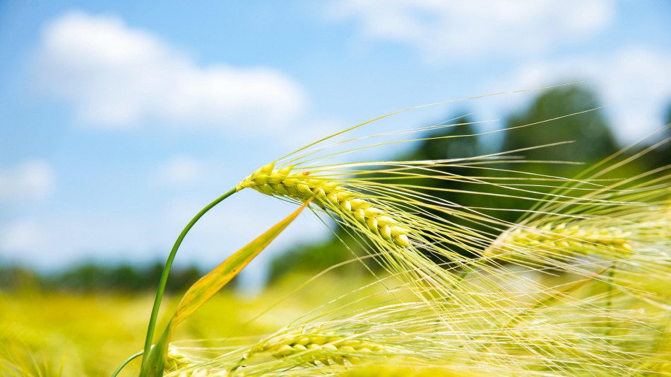  L'agricoltura italiana spinge l'Europa, genera il 16,9% del valore aggiunto Ue 