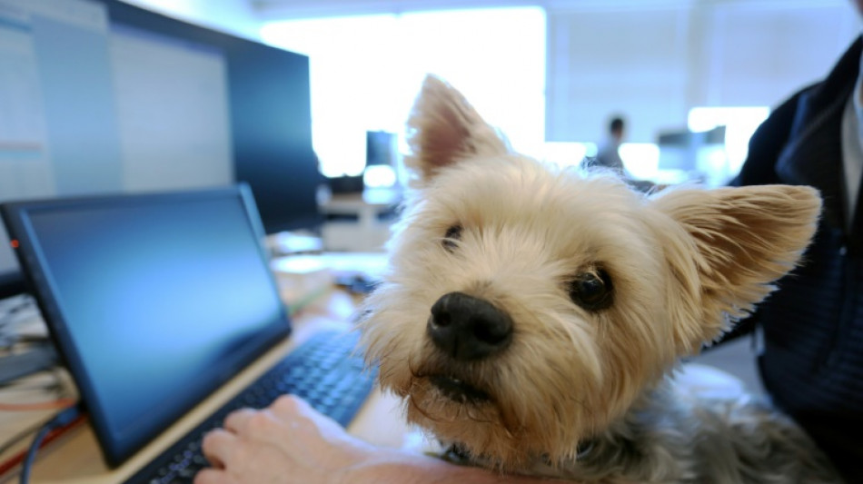 Au Canada, les chiens s'invitent au bureau de leur ma&icirc;tre