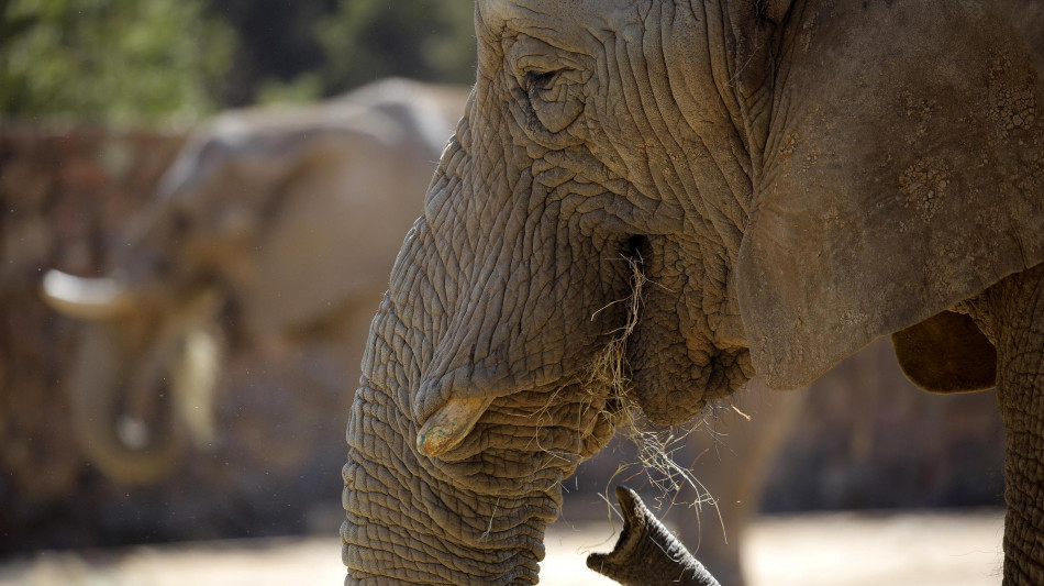  In Sudafrica si dibatte sul destino degli ultimi tre elefanti ospitati in uno zoo 