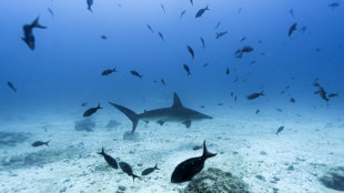 Studie: Tiefseebergbau kann Meeresfauna beeinträchtigen