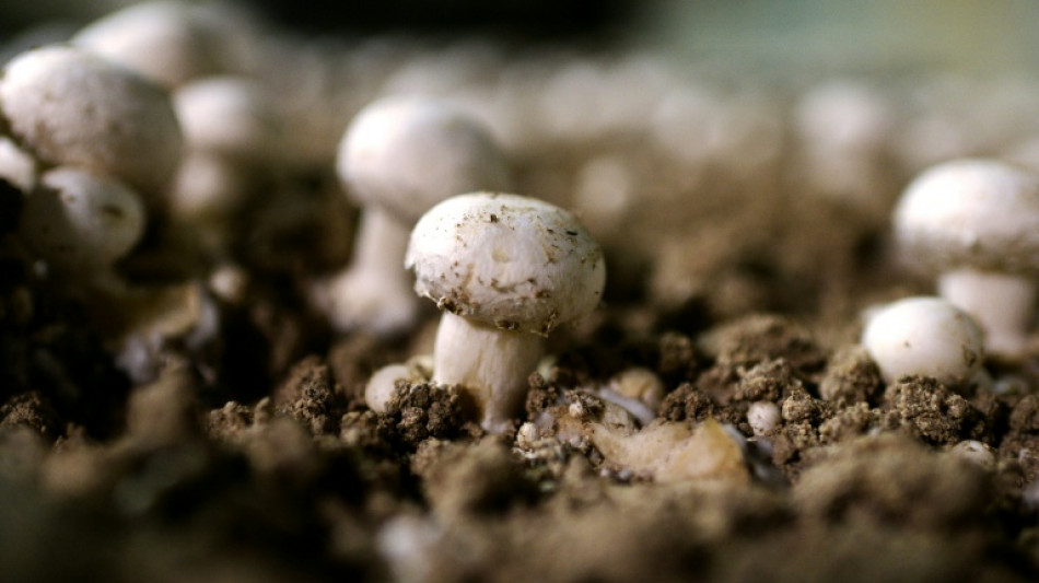  Un d&eacute;but de saison des champignons compromis par des sols exceptionnellement secs 