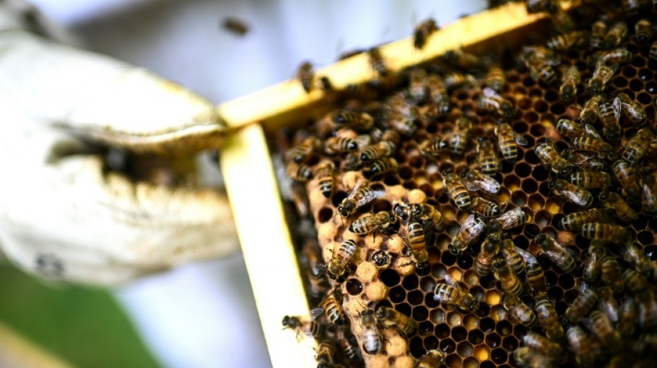  Frankreich will bereits verbotene Bienenkiller unter Auflagen wieder zulassen 