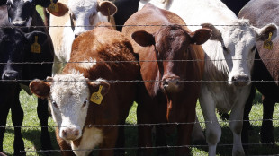 Oms, nuovi casi di aviaria ma il rischio resta basso