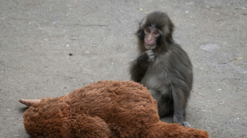  Baby monkey Punch to celebrate first birthday 