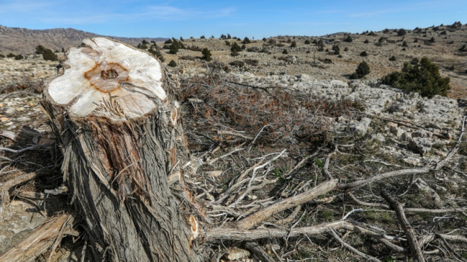 Au Liban, des arbres mill&eacute;naires menac&eacute;s par l'abattage ill&eacute;gal