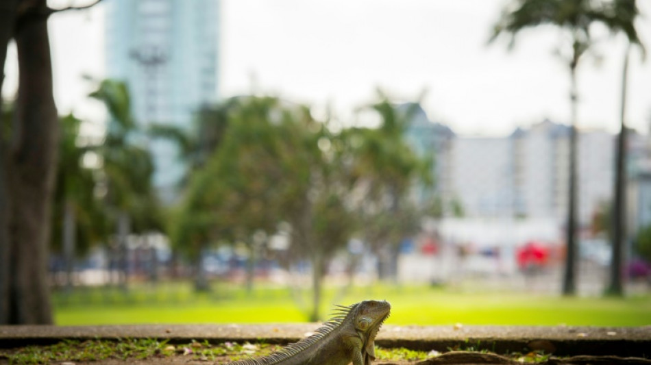 En Martinique, une lutte acharn&eacute;e contre les esp&egrave;ces exotiques envahissantes