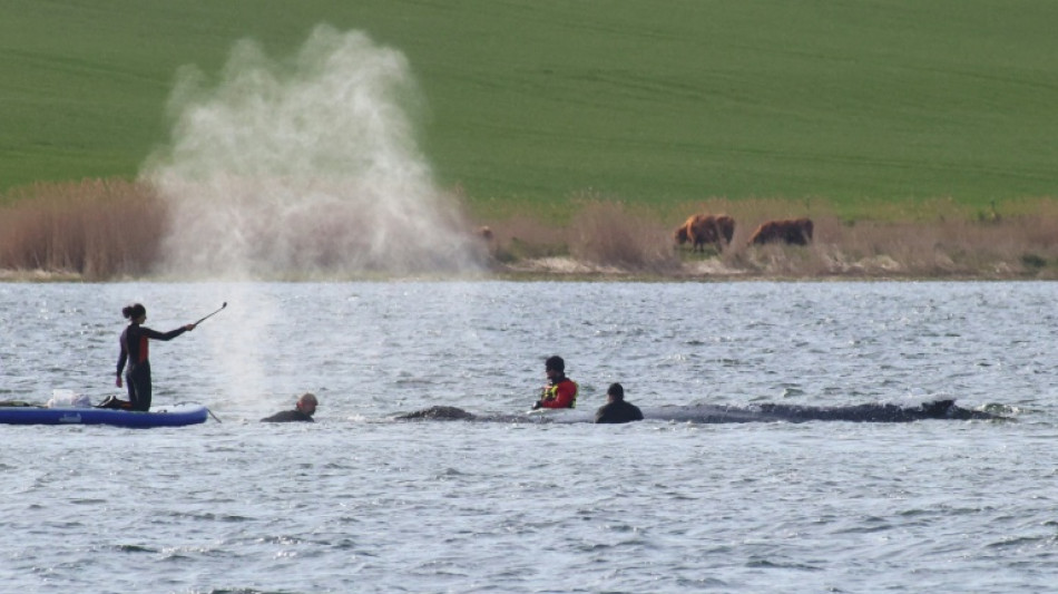  Allemagne : la baleine &eacute;chou&eacute;e depuis des semaines hiss&eacute;e sur une barge 