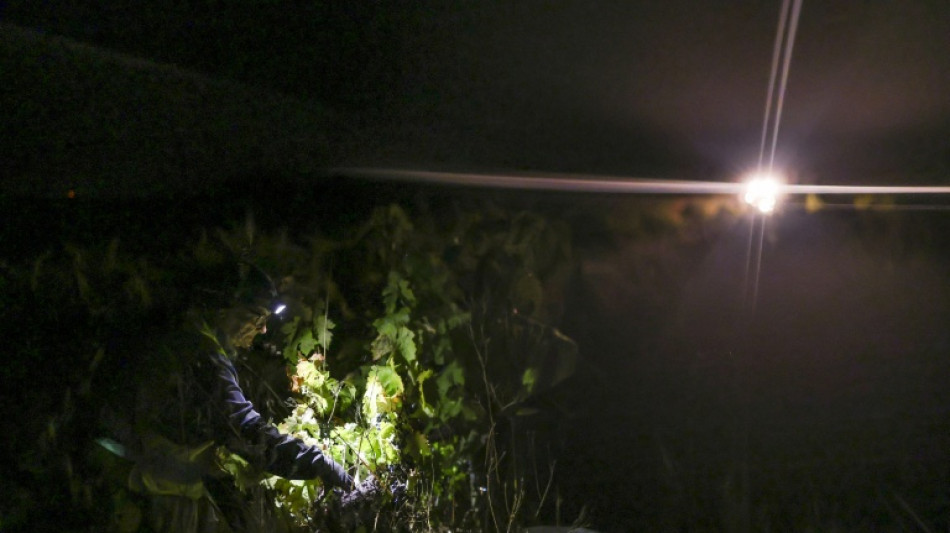  Face &agrave; la chaleur, les vendanges de nuit gagnent du terrain dans le sud du Portugal 