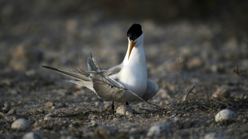  H5 bird flu detected in Australian seabird for first time 