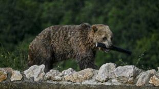 F&uuml;nfj&auml;hrige in Nordrhein-Westfalen aus Gel&auml;nder nahe Braunb&auml;rengehege befreit