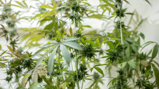 Polizeigewerkschaft kritisiert Cannabis-Legalisierung und fordert mehr Therapiepl&auml;tze