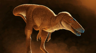 Un ancêtre du T-Rex dormait dans les tiroirs d'un institut mongol
