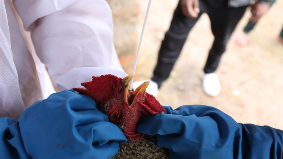 Aviaria, una sola mutazione pu&ograve; facilitare il contagio tra umani